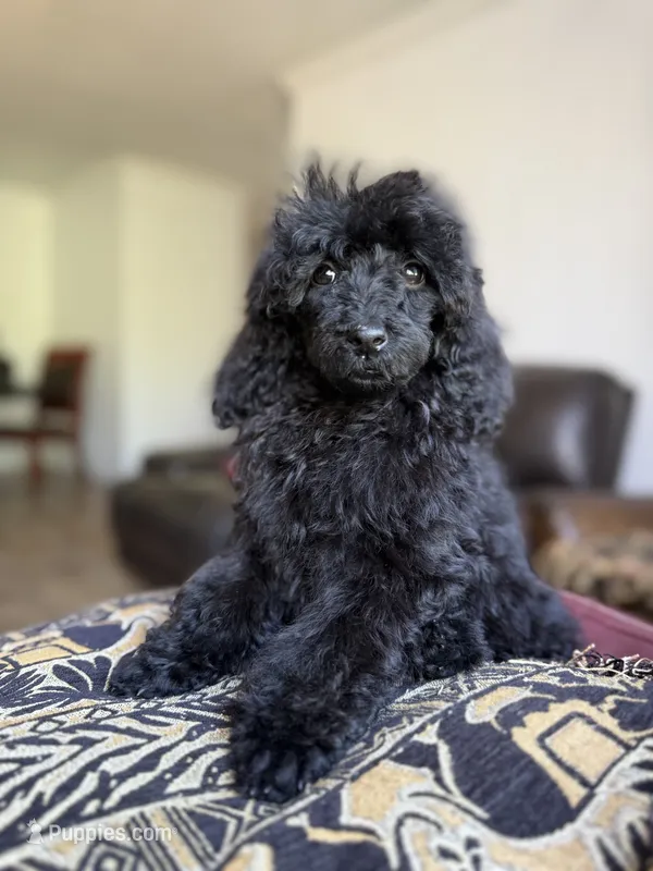 Raven – Poodle - Standard  puppy for sale in Douglas, AZ