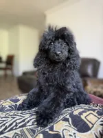 Raven, a female Poodle - Standard  for sale in Douglas, AZ – 1 of 10