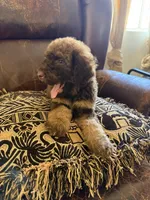 Hazel, a female Poodle - Standard  for sale in Douglas, AZ – 7 of 9