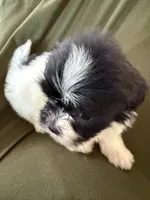 Theo, a male Shihpoo for sale in Douglas, AZ – 4 of 10