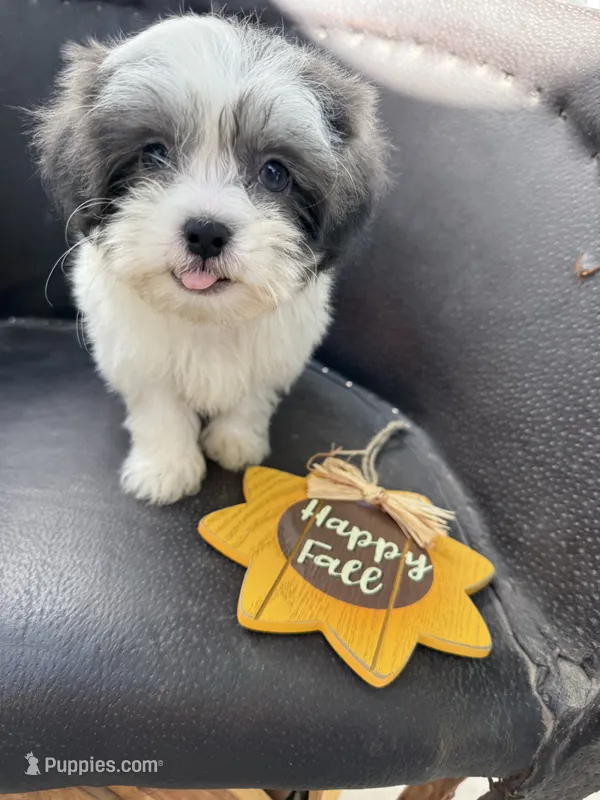 Winston – Shihpoo puppy for sale in Douglas, AZ