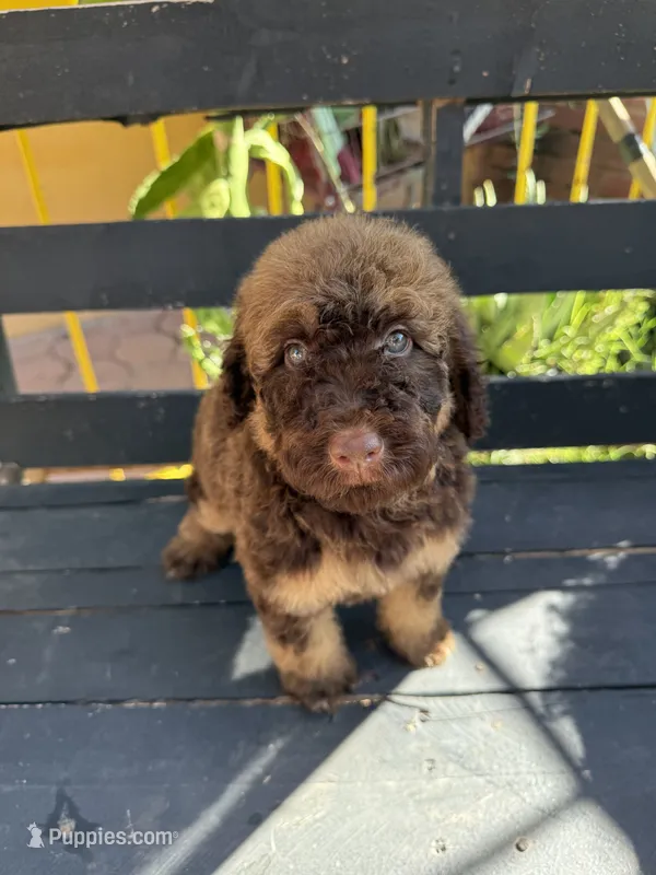 Hazel – Poodle - Standard  puppy for sale in Douglas, AZ