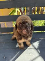 Hazel, a female Poodle - Standard  for sale in Douglas, AZ – 1 of 9