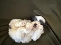Winston, a male Shihpoo for sale in Douglas, AZ – 3 of 10