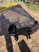 Raven, a female Poodle - Standard  for sale in Douglas, AZ – 9 of 10
