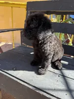 Raven, a female Poodle - Standard  for sale in Douglas, AZ – 3 of 7