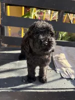 Luna, a female Poodle - Standard  for sale in Douglas, AZ – 2 of 10