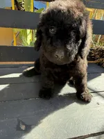 Raven, a female Poodle - Standard  for sale in Douglas, AZ – 4 of 7
