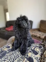Raven, a female Poodle - Standard  for sale in Douglas, AZ – 4 of 10