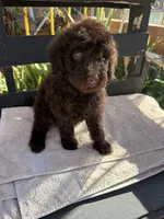 Willow, a female Poodle - Standard  for sale in Douglas, AZ – 8 of 9