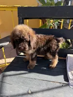 Bear, a male Poodle - Standard  for sale in Douglas, AZ – 3 of 7