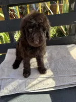 Willow, a female Poodle - Standard  for sale in Douglas, AZ – 3 of 9