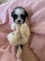 Millie , a female Shihpoo for sale in Douglas, AZ – 8 of 10