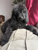 Luna, a female Poodle - Standard  for sale in Douglas, AZ – 9 of 10
