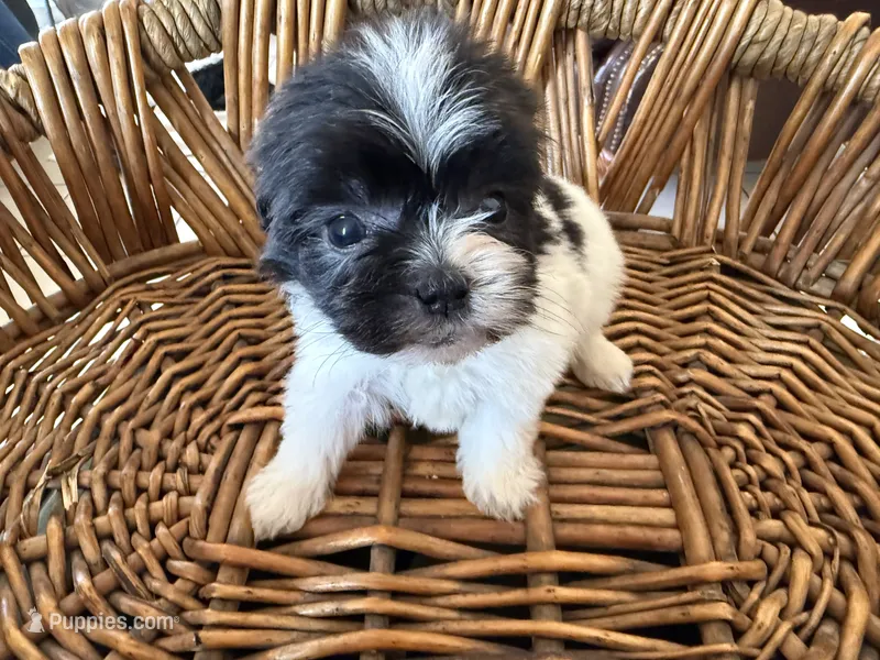 Theo – Shihpoo puppy for sale in Douglas, AZ