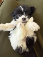 Louie, a male Shihpoo for sale in Douglas, AZ – 3 of 10