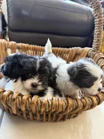 Millie , a female Shihpoo for sale in Douglas, AZ – 7 of 10
