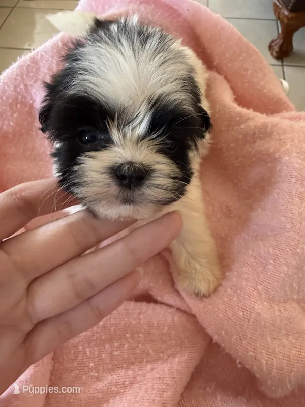 Millie  – Shihpoo puppy for sale in Douglas, AZ