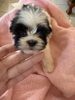 Millie , a female Shihpoo for sale in Douglas, AZ – 1 of 10