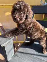 Moose, a male Poodle - Standard  for sale in Douglas, AZ – 8 of 10