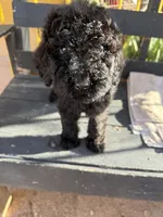 Luna, a female Poodle - Standard  for sale in Douglas, AZ – 3 of 10