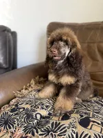 Hazel, a female Poodle - Standard  for sale in Douglas, AZ – 3 of 10