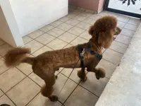 Raven, a female Poodle - Standard  for sale in Douglas, AZ – 10 of 10