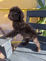 Moose, a male Poodle - Standard  for sale in Douglas, AZ – 4 of 10