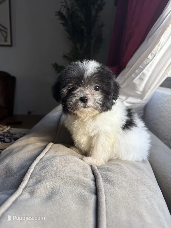 Theo – Shihpoo puppy for sale in Douglas, AZ
