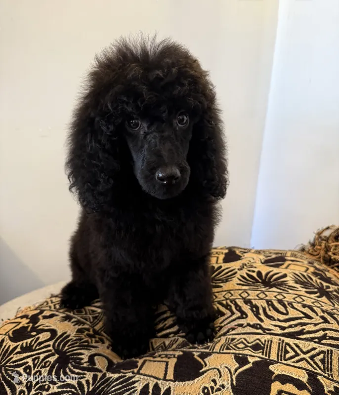 Luna – Poodle - Standard  puppy for sale in Douglas, AZ