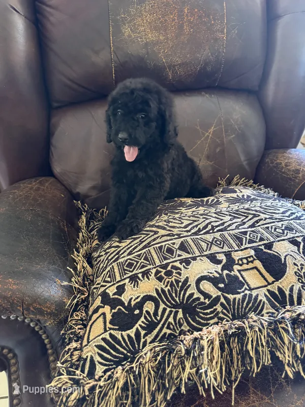 Raven – Poodle - Standard  puppy for sale in Douglas, AZ