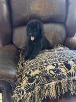 Raven, a female Poodle - Standard  for sale in Douglas, AZ – 1 of 7