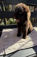 Willow, a female Poodle - Standard  for sale in Douglas, AZ – 6 of 9