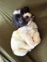 Theo, a male Shihpoo for sale in Douglas, AZ – 3 of 10
