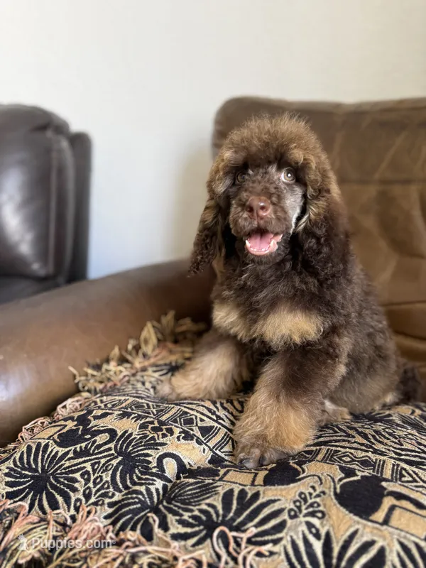 Hazel – Poodle - Standard  puppy for sale in Douglas, AZ