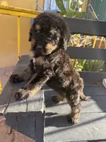 Bandit, a male Poodle - Standard  for sale in Douglas, AZ – 2 of 9