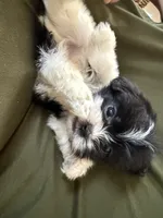 Louie, a male Shihpoo for sale in Douglas, AZ – 9 of 10