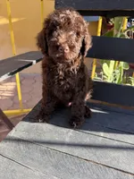 Moose, a male Poodle - Standard  for sale in Douglas, AZ – 7 of 10