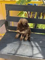 Hazel, a female Poodle - Standard  for sale in Douglas, AZ – 4 of 9