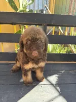 Hazel, a female Poodle - Standard  for sale in Douglas, AZ – 2 of 9