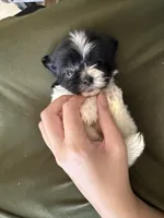 Theo, a male Shihpoo for sale in Douglas, AZ – 2 of 10