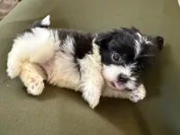 Louie, a male Shihpoo for sale in Douglas, AZ – 5 of 10
