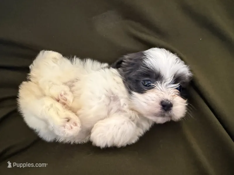 Winston – Shihpoo puppy for sale in Douglas, AZ