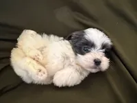 Winston, a male Shihpoo for sale in Douglas, AZ – 1 of 10