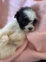 Millie , a female Shihpoo for sale in Douglas, AZ – 5 of 10