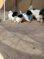 Oreo, a male Maltipoo for sale in Douglas, AZ – Photo 2 of 8