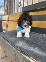 Oreo, a male Maltipoo for sale in Douglas, AZ – Photo 4 of 8