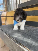 Oreo, a male Maltipoo for sale in Douglas, AZ – Photo 3 of 8