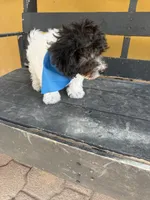 Oreo, a male Maltipoo for sale in Douglas, AZ – Photo 5 of 8