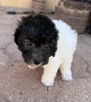 Oreo, a male Maltipoo for sale in Douglas, AZ – Photo 7 of 8